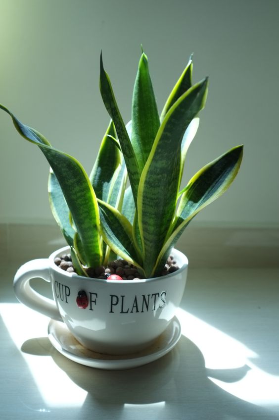 bathroom plants