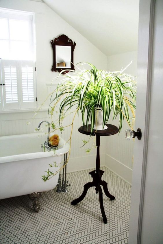 bathroom plants