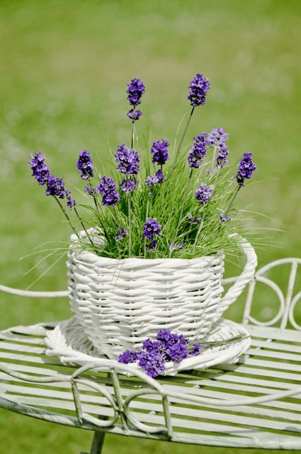 Lavender