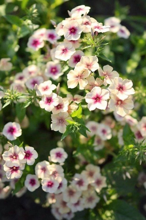 Phlox